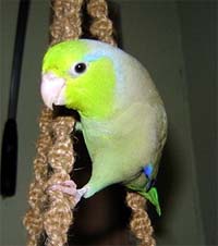 <small>©Copyright 2002-2024 GreenBeaks® Inc. All Rights Reserved</small>