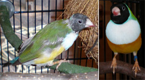 <small>©Copyright 2002-2024 GreenBeaks® Inc. All Rights Reserved</small>