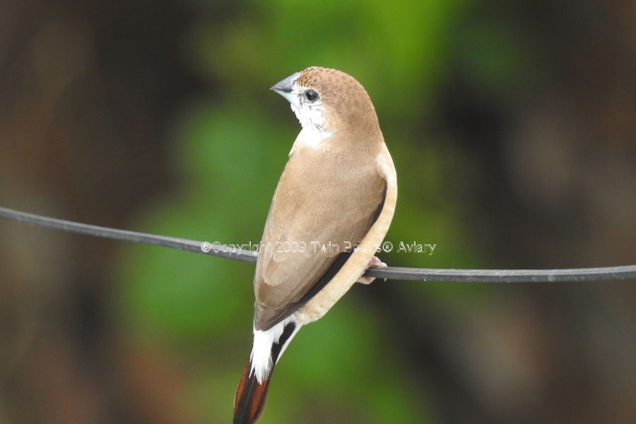 indian-silver-finch