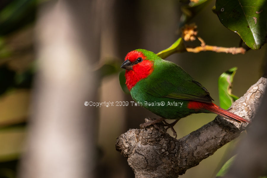 red-headed-parrotfinch