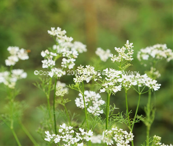 cilantro