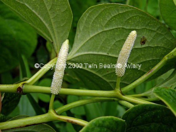 © Copyright 2023 Twin Beaks© Aviary  All Rights Reserved