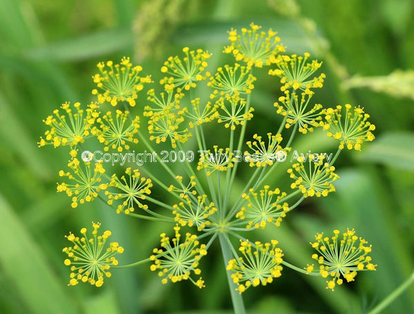 dill