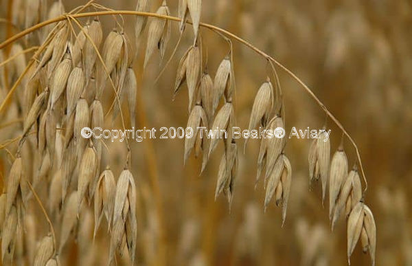 © Copyright 2023 Twin Beaks© Aviary  All Rights Reserved
